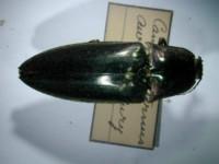 拉丁屬名： em Campsosternus /em 拉丁種名： em auratus /em 
