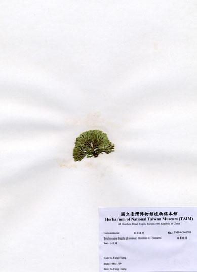 中文名：白果胞藻 (A001789)學名： em Tricleocarpa fragilis (Linnaeus) Huisman et Townsend /em 