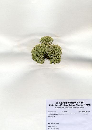 中文名：白果胞藻 (A001790)學名： em Tricleocarpa fragilis (Linnaeus) Huisman et Townsend /em 