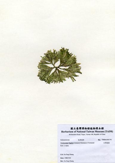 中文名：白果胞藻 (A001791)學名： em Tricleocarpa fragilis (Linnaeus) Huisman et Townsend /em 