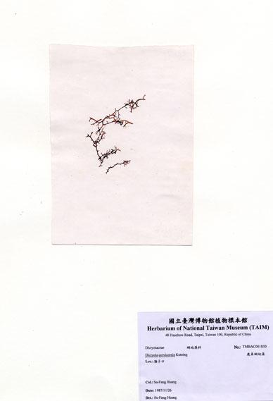 中文名：鹿角網地藻 (A001830)學名： em Dictyota cervicornis Kutzing /em 