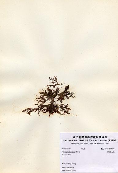 中文名：尖頂軟毛藻 (A001831)學名： em Wrangelia tanegana Harvey /em 
