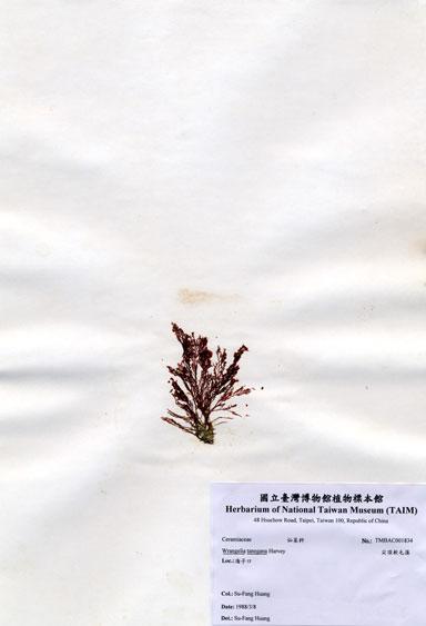 中文名：尖頂軟毛藻 (A001834)學名： em Wrangelia tanegana Harvey /em 