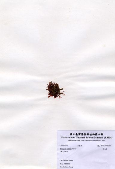 中文名：軟毛藻 (A001836)學名： em Wrangelia velutina Harvey /em 