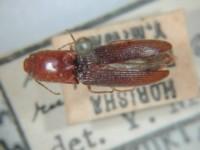 拉丁屬名： em Athous  /em 拉丁種名： em rufithorax /em 