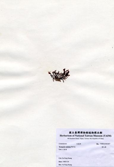 中文名：軟毛藻 (A001837)學名： em Wrangelia velutina Harvey /em 