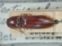 拉丁屬名： em Neotricophorus /em 拉丁種名： em carinicephalus  /em 