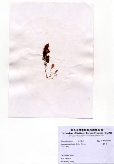 中文名：蘆筍藻 (A001838)學名： em Asparagopsis taxiformis (Delile) Trevisan /em 