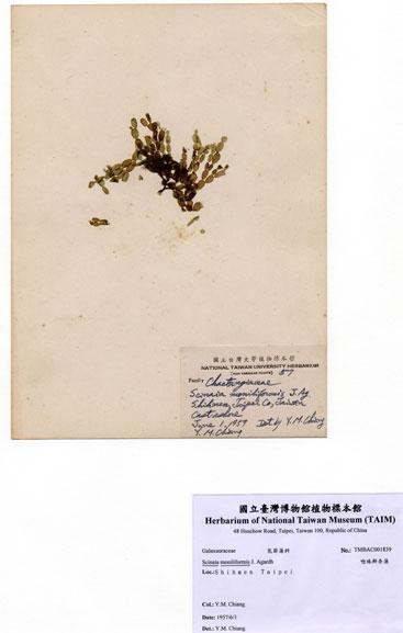 中文名：唸珠鮮奈藻 (A001839)學名： em Scinaia moniliformis J. Agardh /em 