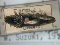拉丁屬名： em Corymbites  /em 拉丁種名： em mushanus /em 