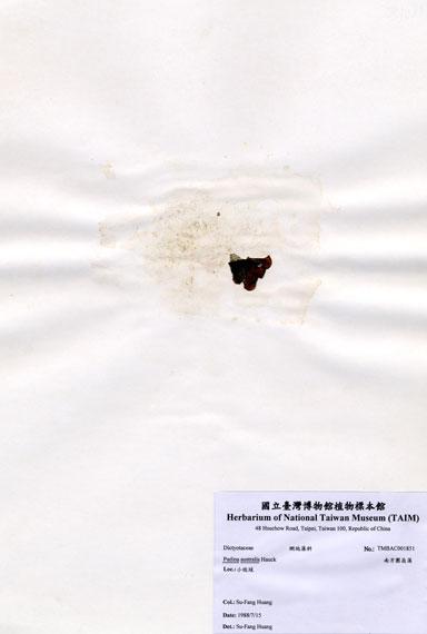 中文名：南方團扇藻 (A001851)學名： em Padina australis Hauck /em 