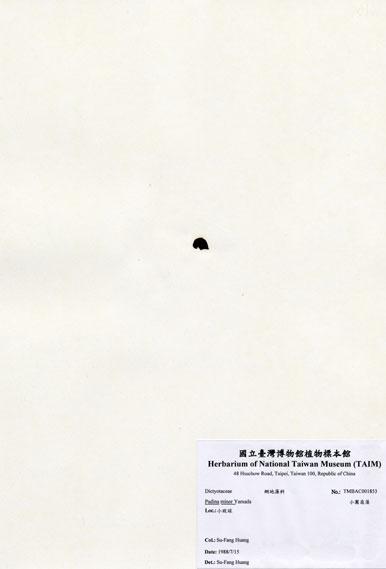 中文名：小團扇藻 (A001853)學名： em Padina minor Yamada /em 