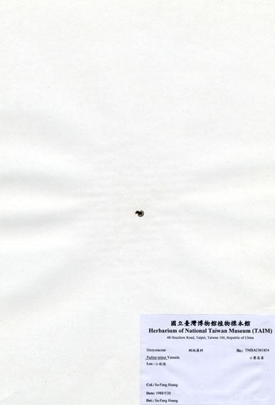 中文名：小團扇藻 (A001854)學名： em Padina minor Yamada /em 