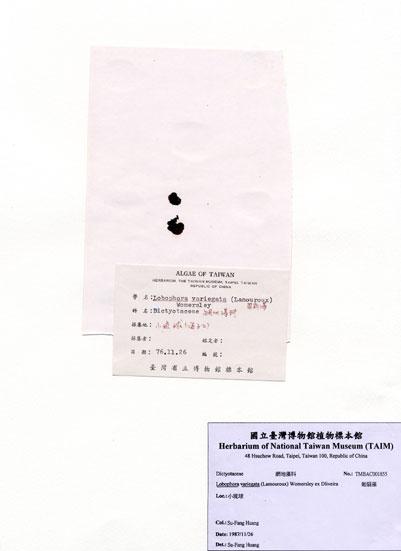 中文名：匍扇藻 (A001855)學名： em Lobophora variegata (Lamouroux) Womersley ex Dliveira /em 