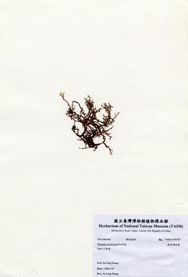 中文名：鹿角網地藻 (A001857)學名： em Dictyota cervicornis Kutzing /em 