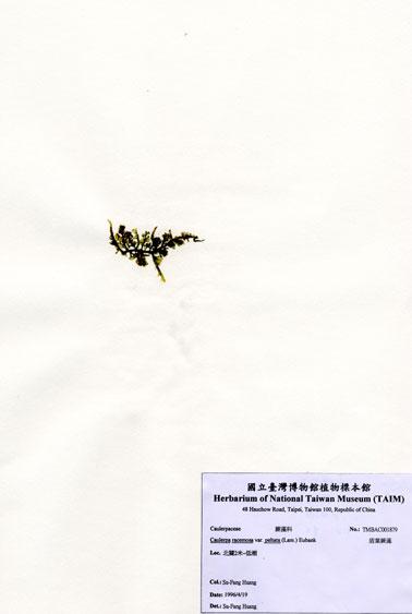 中文名：盾葉蕨藻 (A001879)學名： em Caulerpa racemosa var. peltata (Lam.) Eubank /em 