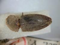 拉丁屬名： em Lacon /em 拉丁種名： em montanus /em 