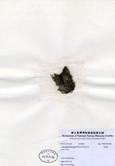 中文名：指枝藻 (A001881)學名： em Valoniopsis pachynema (Martens) Boergesen /em 
