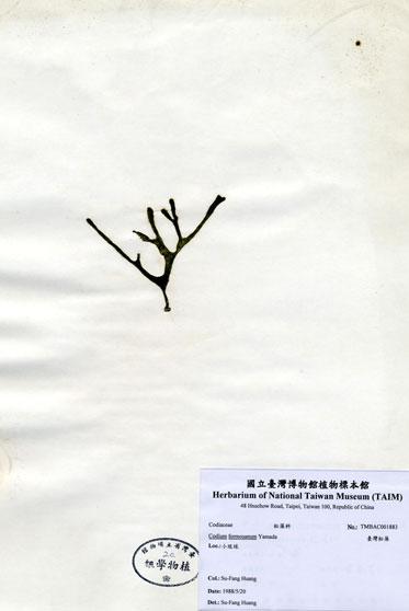 中文名：臺灣松藻 (A001883)學名： em Codium formosanum Yamada /em 