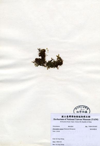 中文名：匍匐網翼藻 (A001887)學名： em Dictyopteris repens (Okamura) Boergesen /em 