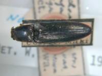 拉丁屬名： em Athous (S. Str.) /em 拉丁種名： em rufangulus  /em 變種名：nigricollis