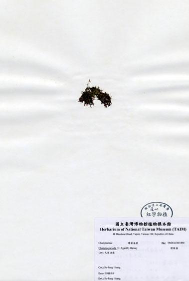 中文名：環節藻 (A001890)學名： em Champia parvula (C. Agardh) Harvey /em 