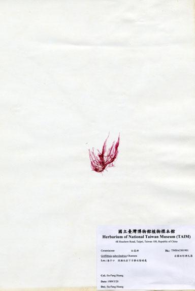 中文名：亞圓柱形凋毛藻 (A001901)學名： em Griffithsia subcylindrica Okamura /em 