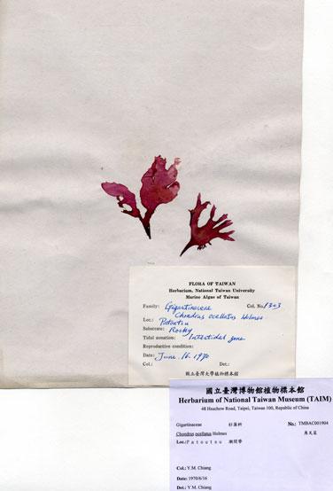 中文名：角叉菜 (A001904)學名： em Chondrus ocellatus Holmes /em 