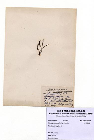 中文名：小毛孢藻 (A001908)學名： em Chnoospora minima (Hering) Papenfuss /em 