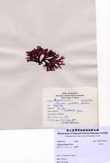 中文名：角叉菜 (A001926)學名： em Chondrus ocellatus Holmes /em 