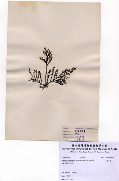 中文名：藍子藻 (A001927)學名： em Spyridia filamentosa (Wulfen) Harvey ex Hooker /em 