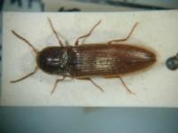 拉丁屬名： em Megapenthes /em 拉丁種名： em bifoveolatus /em 