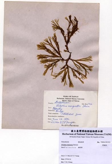 中文名：厚緣藻 (A001932)學名： em Dilophus okamurae Dawson /em 
