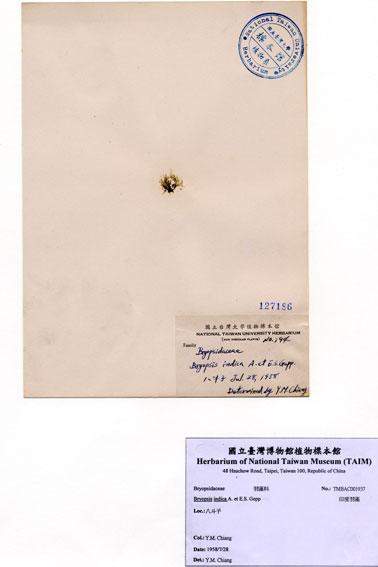 中文名：印度羽藻 (A001937)學名： em Bryopsis indica A. et E.S. Gepp /em 
