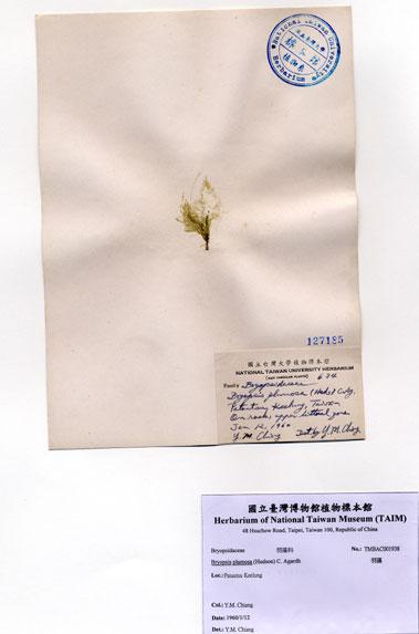 中文名：羽藻 (A001938)學名： em Bryopsis plumosa (Hudson) C. Agardh /em 