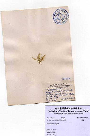 中文名：羽藻 (A001940)學名： em Bryopsis plumosa (Hudson) C. Agardh /em 