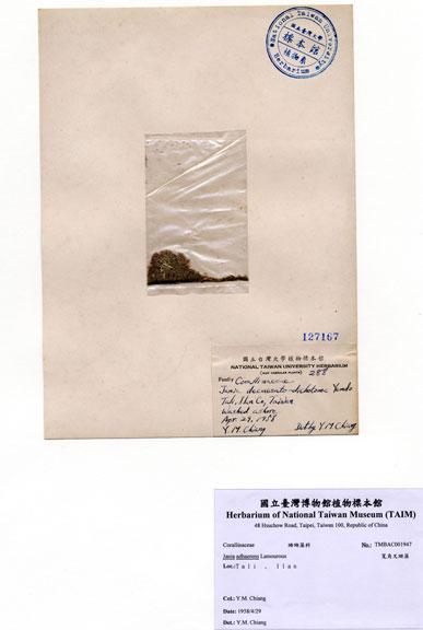 中文名：寬角叉珊藻 (A001947)學名： em Jania adhaerens Lamouroux /em 