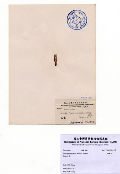 中文名：頭髮菜 (A001952)學名： em Bangia atropurpurea (Roth) C. Agardh /em 