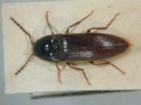 拉丁屬名： em Elater /em 拉丁種名： em tenuistriatus /em 