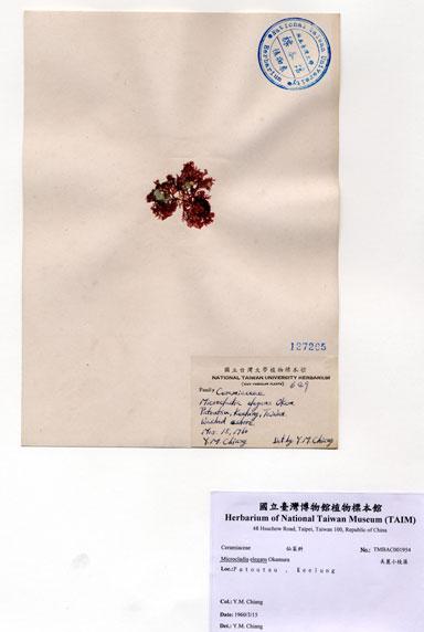 中文名：美麗小枝藻 (A001954)學名： em Microcladia elegans Okamura /em 