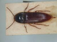 拉丁屬名： em Elater /em 拉丁種名： em rugipennis /em 