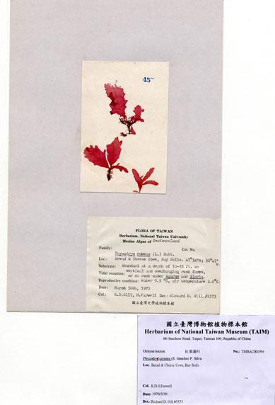 中文名： (A001964)學名： em Phycodrys crenata (S. Gmelin) P. Silva /em 
