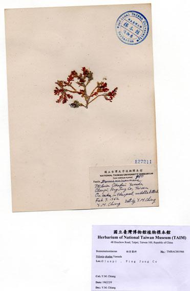 中文名： (A001966)學名： em Ptilonia okadae Yamada /em 