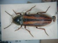 拉丁屬名： em Corymbites /em 拉丁種名： em onerosus /em 