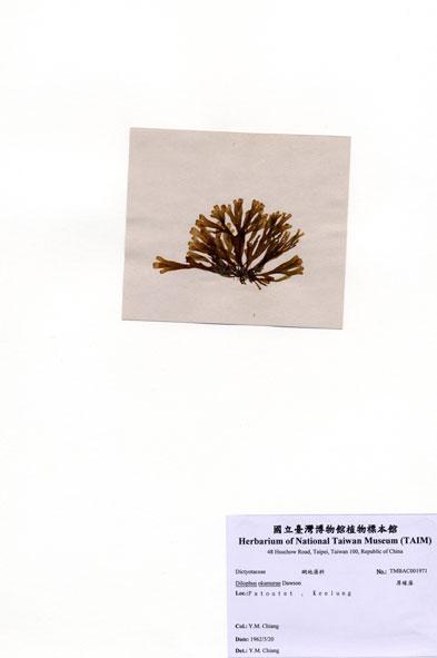 中文名：厚緣藻 (A001971)學名： em Dilophus okamurae Dawson /em 