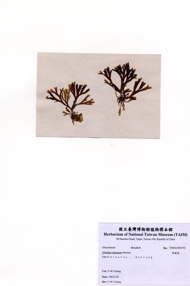 中文名：厚緣藻 (A001972)學名： em Dilophus okamurae Dawson /em 