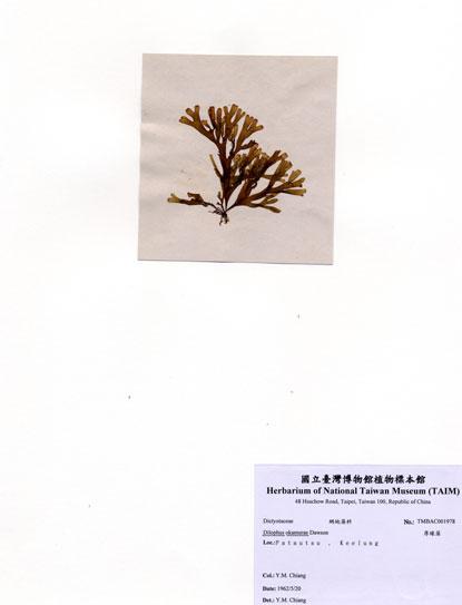 中文名：厚緣藻 (A001978)學名： em Dilophus okamurae Dawson /em 