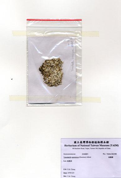 中文名：絲擬藻 (A001990)學名： em Yamadaella caenomyce (Decaisne) Abbott /em 