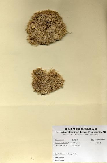 中文名：輻毛藻 (A001997)學名： em Actinotrichia fragilis (Forsskal) Borgesen /em 