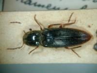 拉丁屬名： em Cardiophorus /em 拉丁種名： em rameus /em 